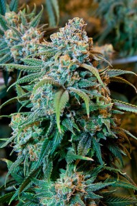 320px-Cannabis_Plant