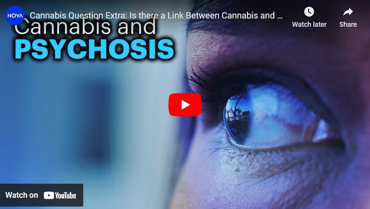 Cannabis Question Extra: Is there a Link Between Cannabis and Psychosis?