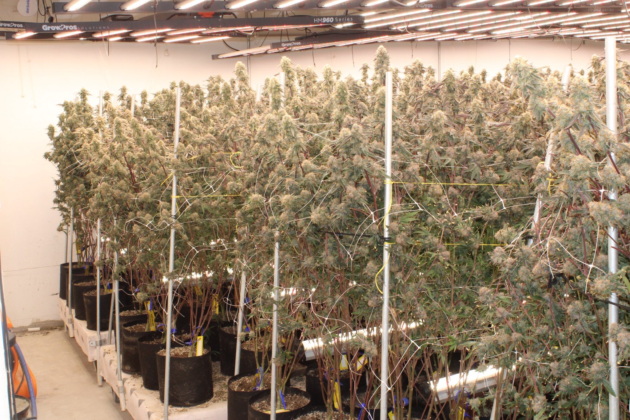 Oklahoma Authorities Seize Illicit Marijuana in Raid