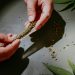 Researchers Express Concerns Over Contaminated Marijuana Products