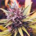 Despite Legalization, Illicit Marijuana Still a Problem in New York
