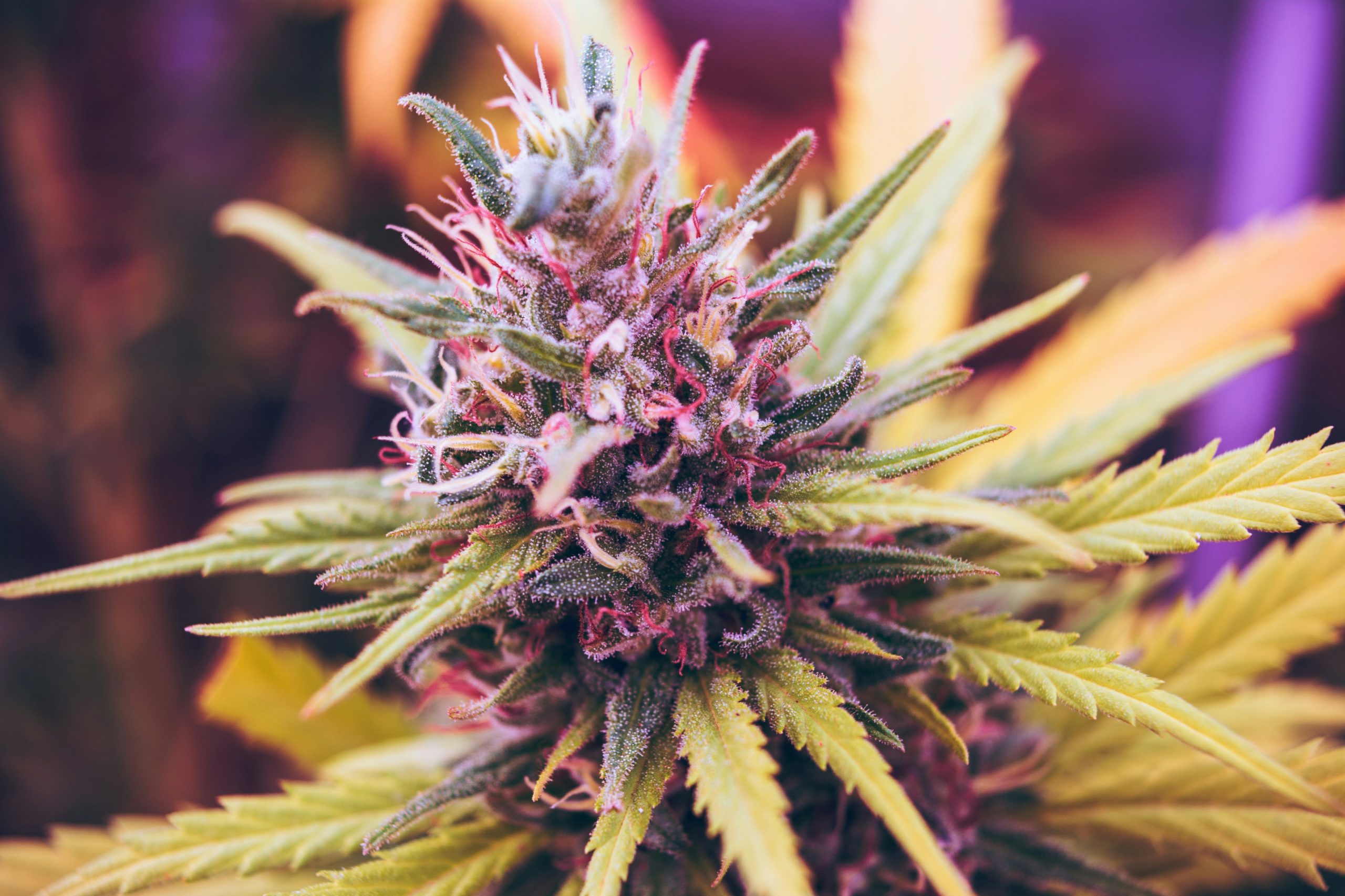 Despite Legalization, Illicit Marijuana Still a Problem in New York