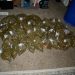 California Shows Legalizing Marijuana Does Not Stop the Black Market