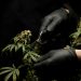 Big Tobacco’s Growing Stake in Marijuana
