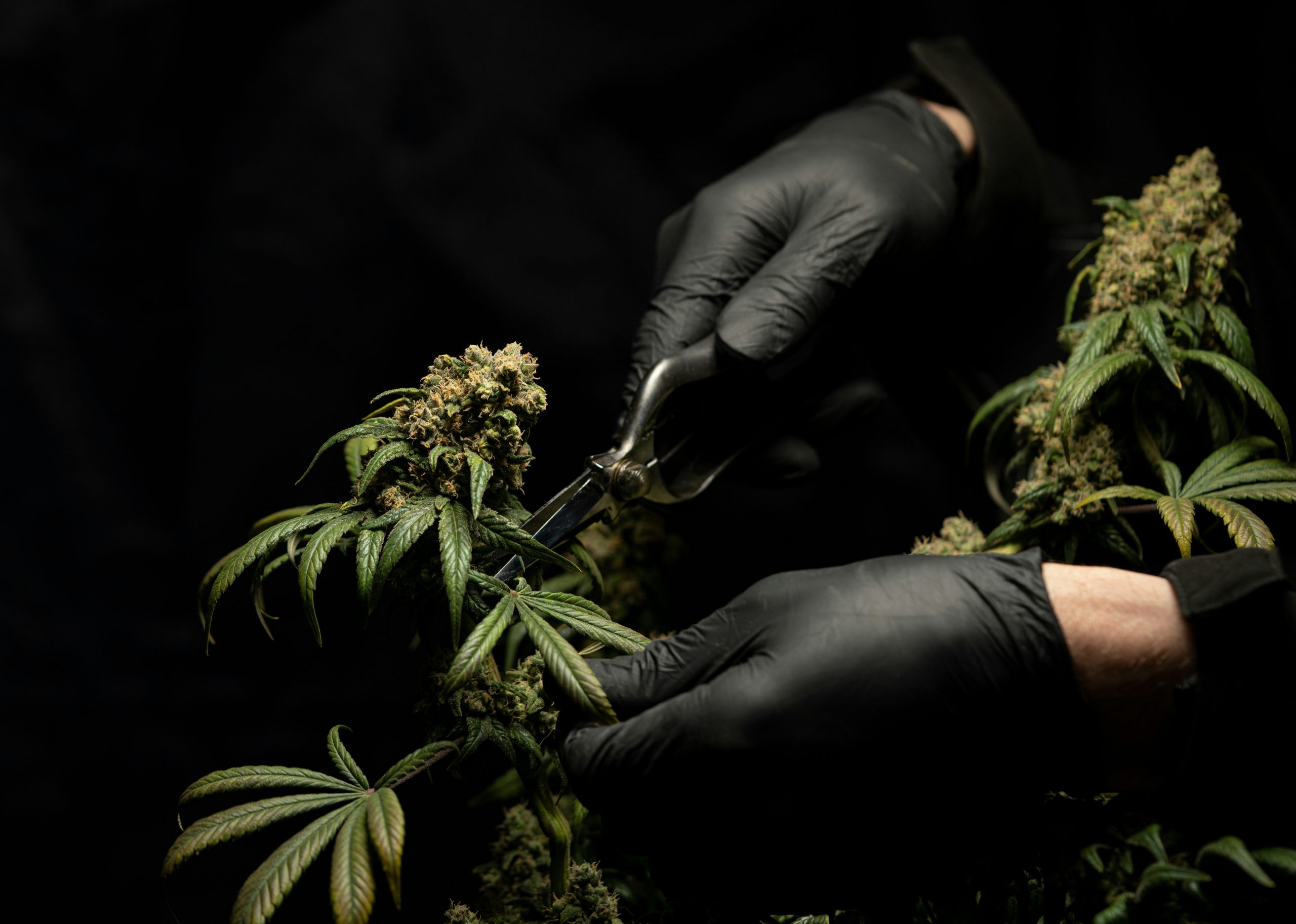 Big Tobacco’s Growing Stake in Marijuana